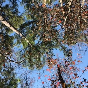 Meet your Posher, Alena